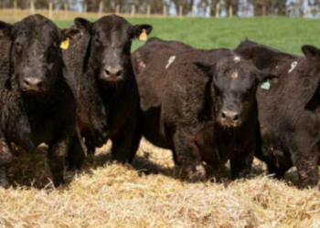 Agricultores y Ganaderos de Europa advierten sobre efectos negativos del acuerdo Mercosur-UE en las razas vacunas carniceras