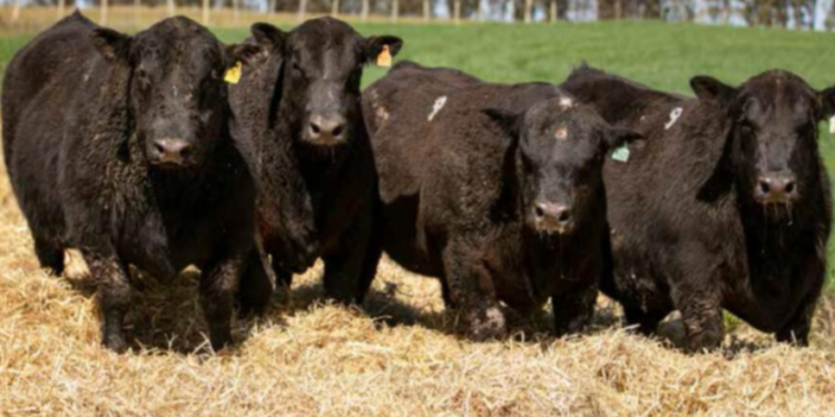 Agricultores y Ganaderos de Europa advierten sobre efectos negativos del acuerdo Mercosur-UE en las razas vacunas carniceras