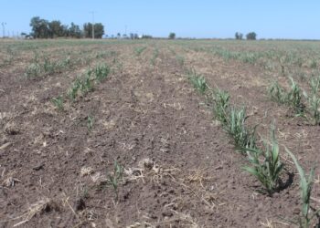 Santiago del Estero y Chaco, en alerta rojo: hay 6,7 millones de hectáreas con sequía alta o severa