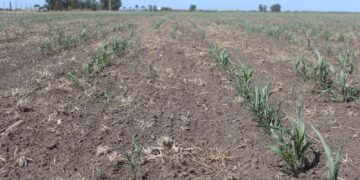 Santiago del Estero y Chaco, en alerta rojo: hay 6,7 millones de hectáreas con sequía alta o severa