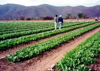 A las economías regionales todavía no les llega la recuperación económica: solo 3 tienen “luz verde”