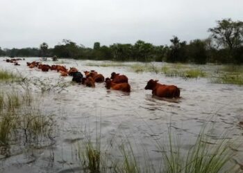 Cómo minimizar las pérdidas productivas y evitar la crisis ganadera en casos de inundaciones