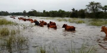 Cómo minimizar las pérdidas productivas y evitar la crisis ganadera en casos de inundaciones