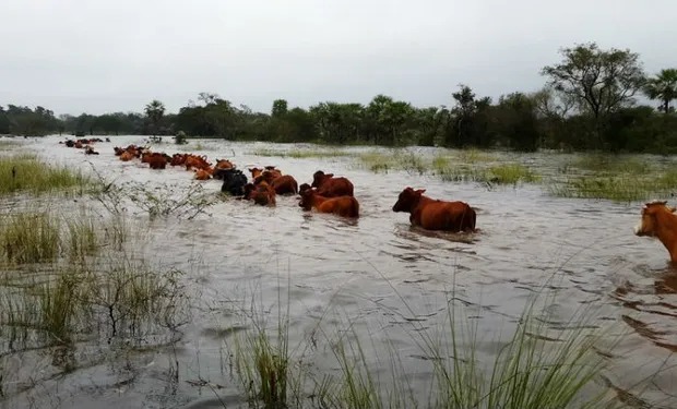 Cómo minimizar las pérdidas productivas y evitar la crisis ganadera en casos de inundaciones