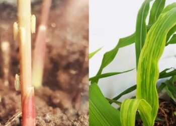 Creció la presencia de la chicharrita, sobre todo en el norte del país