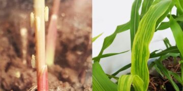 Creció la presencia de la chicharrita, sobre todo en el norte del país