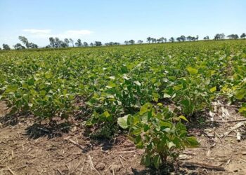 “El poroto ya presenta un daño irreversible y cabe esperar rindes por debajo del promedio”