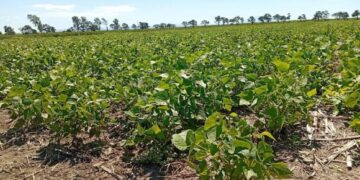 “El poroto ya presenta un daño irreversible y cabe esperar rindes por debajo del promedio”