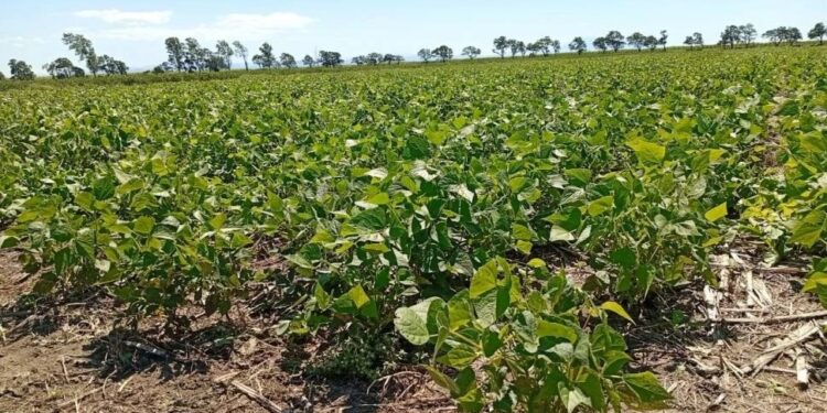 “El poroto ya presenta un daño irreversible y cabe esperar rindes por debajo del promedio”