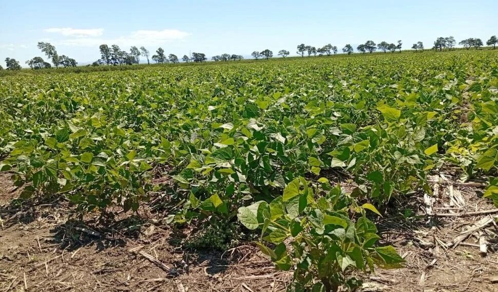 “El poroto ya presenta un daño irreversible y cabe esperar rindes por debajo del promedio”