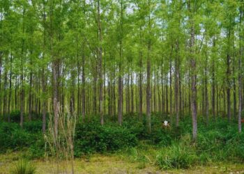 Innovación forestal: nuevos clones de sauce impulsan la industria maderera