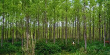 Innovación forestal: nuevos clones de sauce impulsan la industria maderera