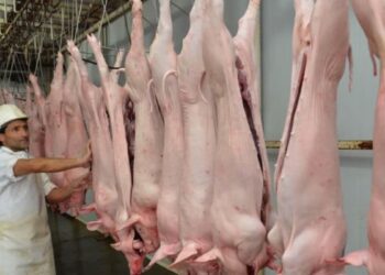 Lanzaron créditos en kilos de capón para potenciar la producción porcina