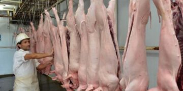 Lanzaron créditos en kilos de capón para potenciar la producción porcina