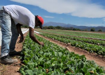 Conflicto en el tabaco: productores e industria no se ponen de acuerdo por los precios