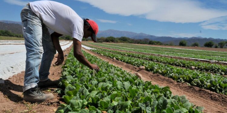Conflicto en el tabaco: productores e industria no se ponen de acuerdo por los precios