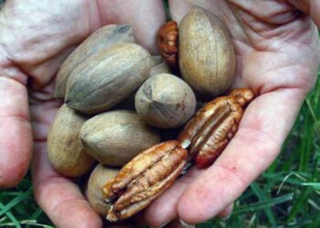 China abre sus puertas y la nuez pecán tucumana va por más