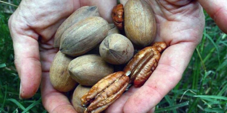 China abre sus puertas y la nuez pecán tucumana va por más