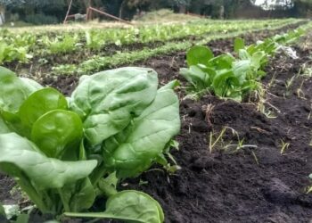 Agroecología: un estudio de la FAUBA plantea la importancia de aplicarla en la horticultura