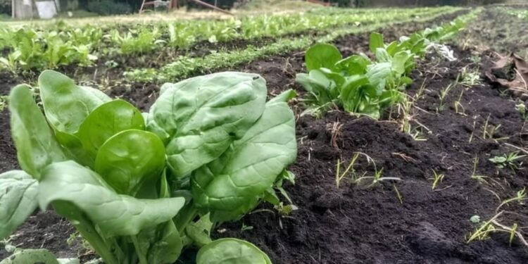 Agroecología: un estudio de la FAUBA plantea la importancia de aplicarla en la horticultura