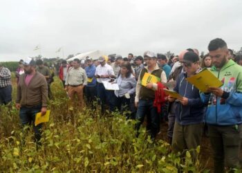 Granos: la Eeaoc realizó su día de campo de soja, maíz, poroto y sorgo