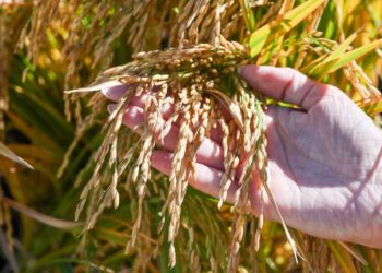 El alimento más consumido del mundo: el arroz se infla de mejoramiento genético, de la mano del INTA