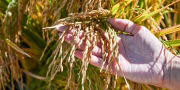 El alimento más consumido del mundo: el arroz se infla de mejoramiento genético, de la mano del INTA