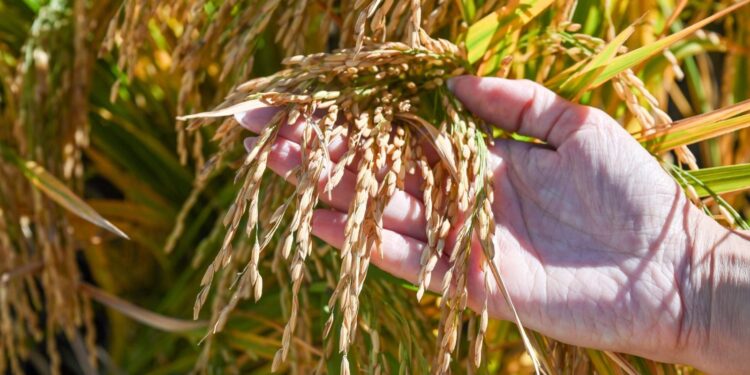 El alimento más consumido del mundo: el arroz se infla de mejoramiento genético, de la mano del INTA