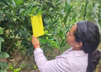 HLB: el vector está presente en 11 localidades de Tucumán, pero en ningún caso tiene la bacteria