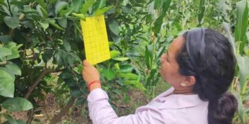 HLB: el vector está presente en 11 localidades de Tucumán, pero en ningún caso tiene la bacteria