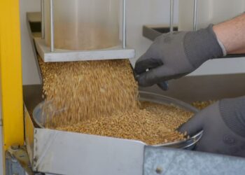La molienda de trigo del primer bimestre del año fue la más alta desde 2020