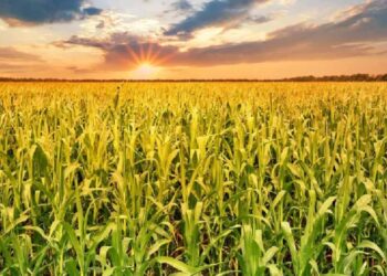 Altas temperaturas azotarán el norte y centro del área agrícola
