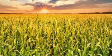 Altas temperaturas azotarán el norte y centro del área agrícola