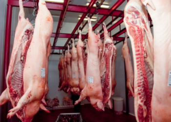 Gran paso de Paraguay con la inauguración de frigorífico porcino para Taiwán
