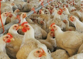 En Entre Ríos, los pollos parrilleros hacen volar alto al agregado de valor