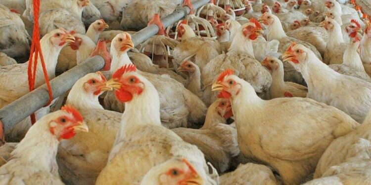 En Entre Ríos, los pollos parrilleros hacen volar alto al agregado de valor