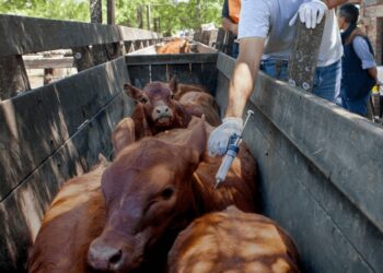 Comienza la primera campaña de vacunación contra la aftosa: el calendario a nivel nacional