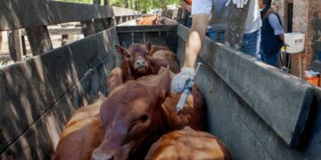 Comienza la primera campaña de vacunación contra la aftosa: el calendario a nivel nacional