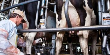 La lechería argentina pasó a ser una de las más caras del mundo