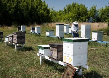 Senasa extiende el plazo para declarar colmenas y fortalecer la sanidad apícola