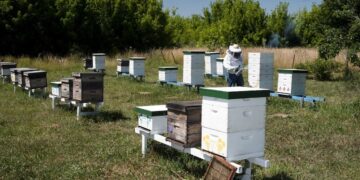 Senasa extiende el plazo para declarar colmenas y fortalecer la sanidad apícola