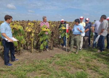 Desde el sudeste bonaerense, el girasol va por un nuevo salto en productividad y sanidad