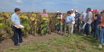 Desde el sudeste bonaerense, el girasol va por un nuevo salto en productividad y sanidad