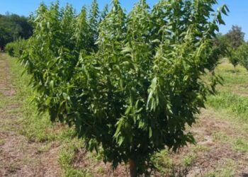 Adaptar los almendros al norte argentino: un desafío para la ciencia