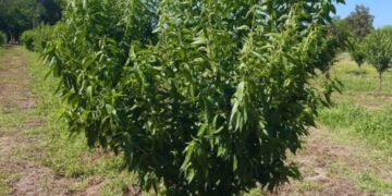 Adaptar los almendros al norte argentino: un desafío para la ciencia