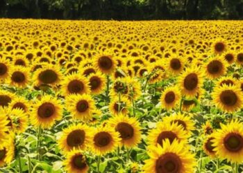 Girasol, el cultivo estrella 2024/25: la cosecha crece 30% y es la mayor en 25 años