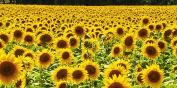 Girasol, el cultivo estrella 2024/25: la cosecha crece 30% y es la mayor en 25 años