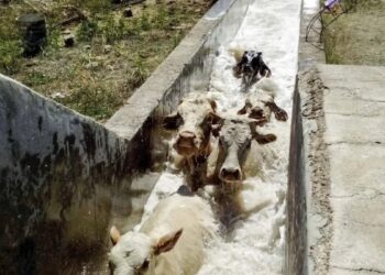 Garrapatas en bovinos: un manual del Senasa detalla cómo deben hacerse los “baños de inmersión”