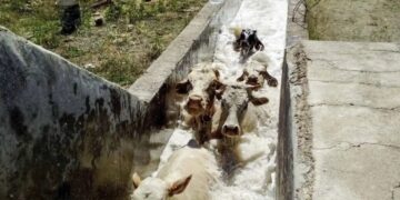 Garrapatas en bovinos: un manual del Senasa detalla cómo deben hacerse los “baños de inmersión”
