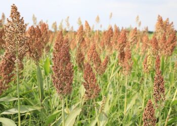 Por el impacto de la sequía en el NEA, habrá menos sorgo este año